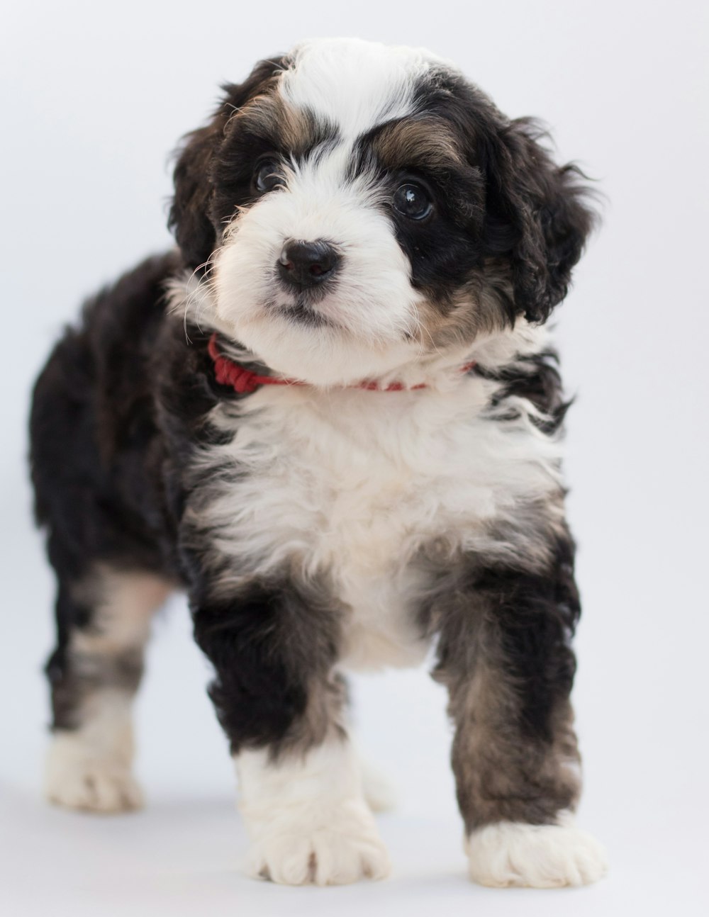 a black and white puppy standing on a white background