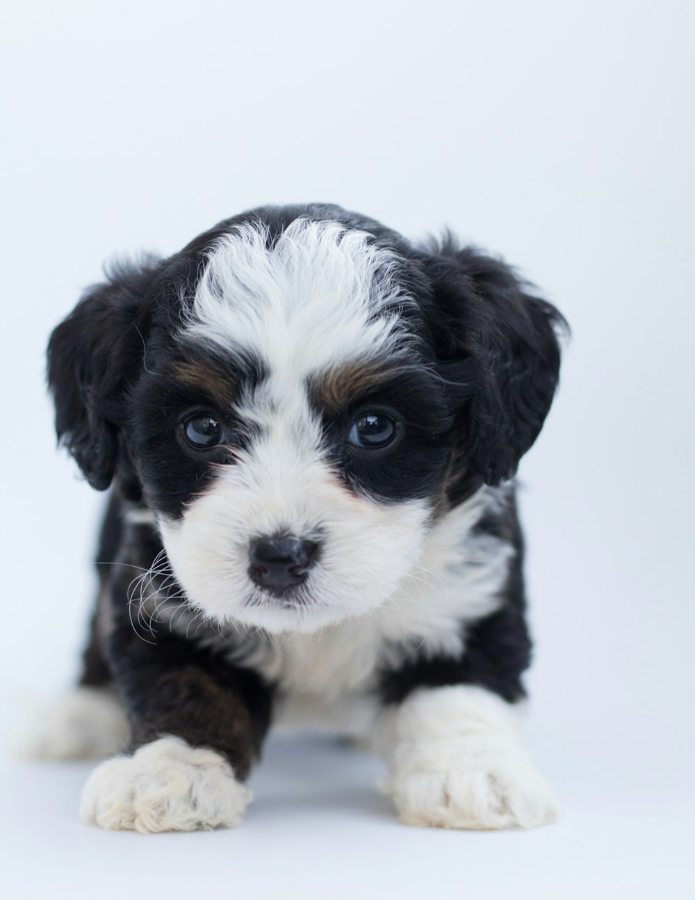 a small black and white puppy sitting on top of a white floor