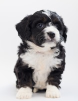 A playful puppy sitting next to a pet adoption listing on the swapwm platform.