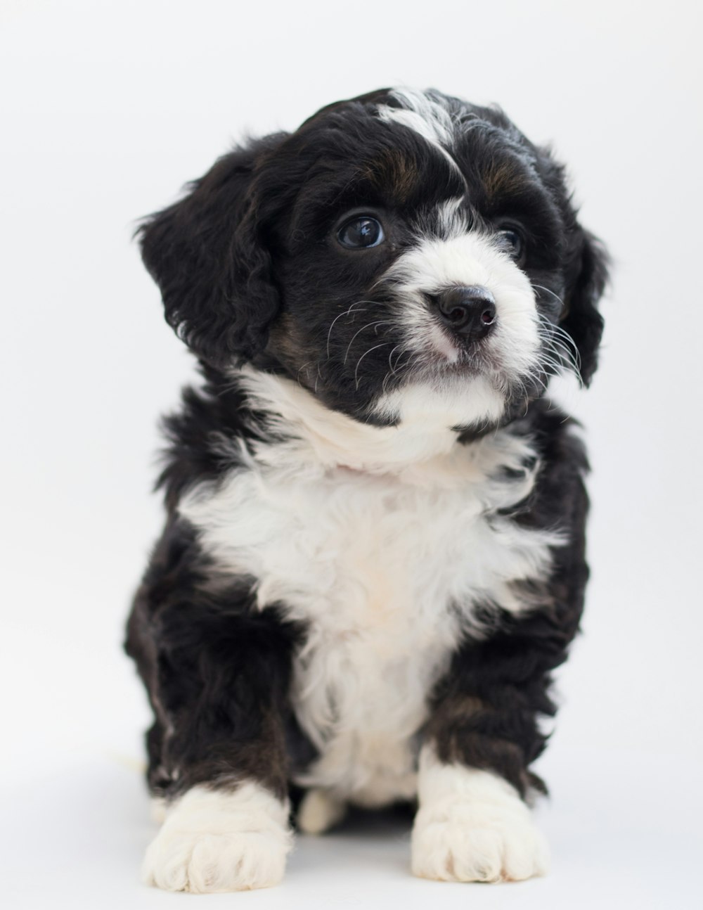 a black and white puppy sitting on a white background