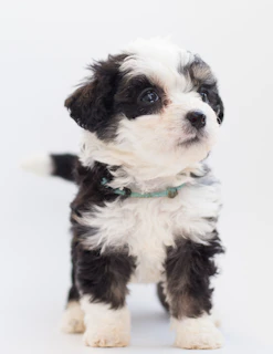 A minimal line drawing of a playful puppy with a tiny blue collar, set against a white background.