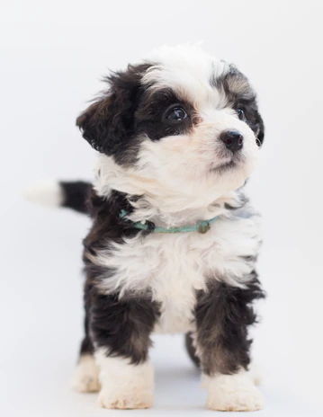 A minimal line drawing of a playful puppy with a tiny blue collar, set against a white background.