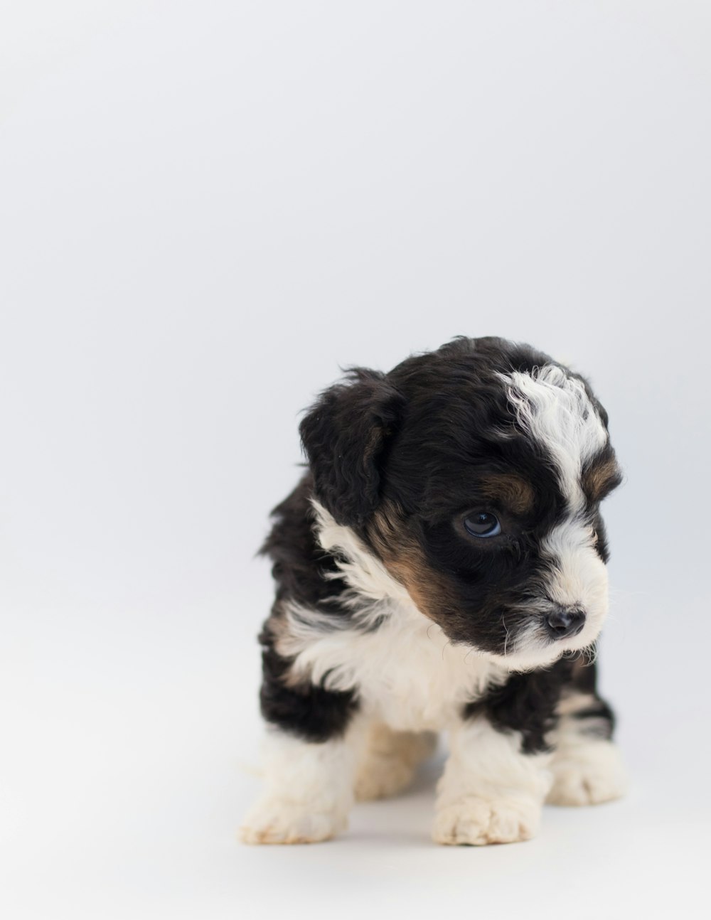 a small black and white puppy sitting on top of a white floor