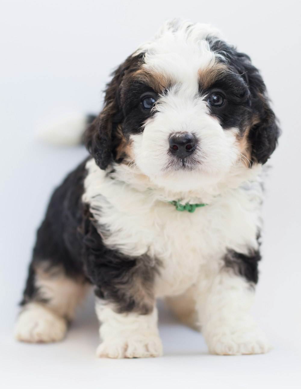 a small black and white dog with a green collar