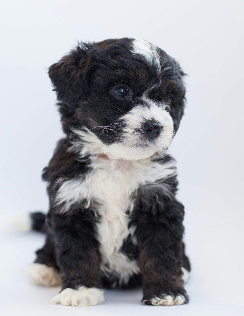 a small black and white puppy sitting down