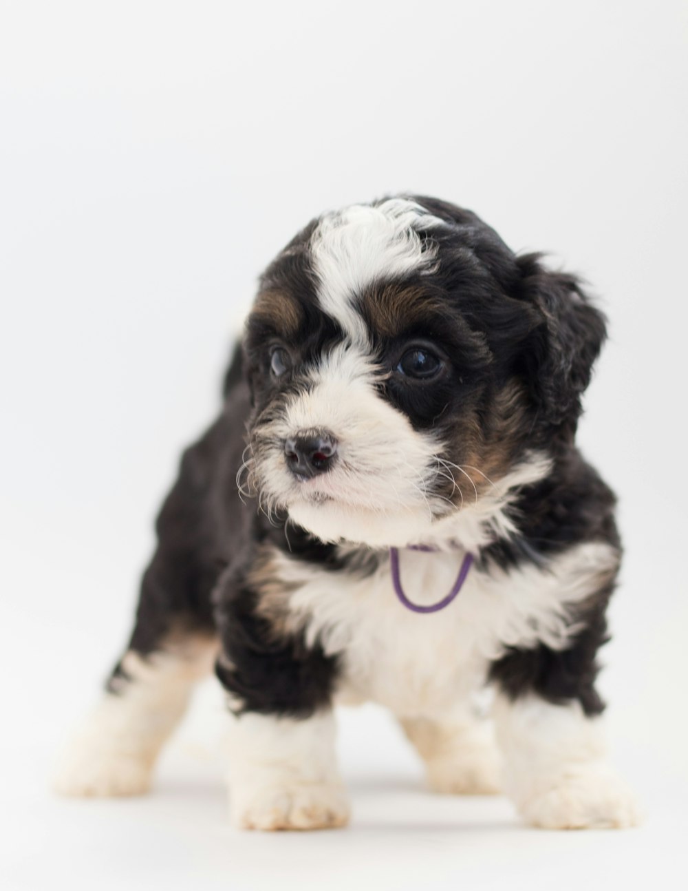 a small black and white puppy standing on a white background