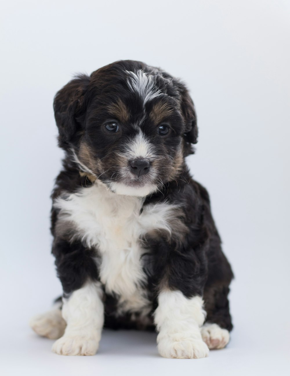 a black and white puppy sitting on a white background