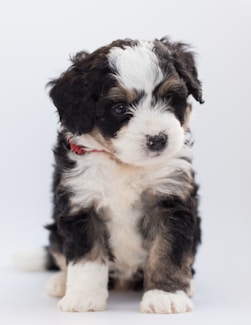 a small black and white puppy sitting on a white background