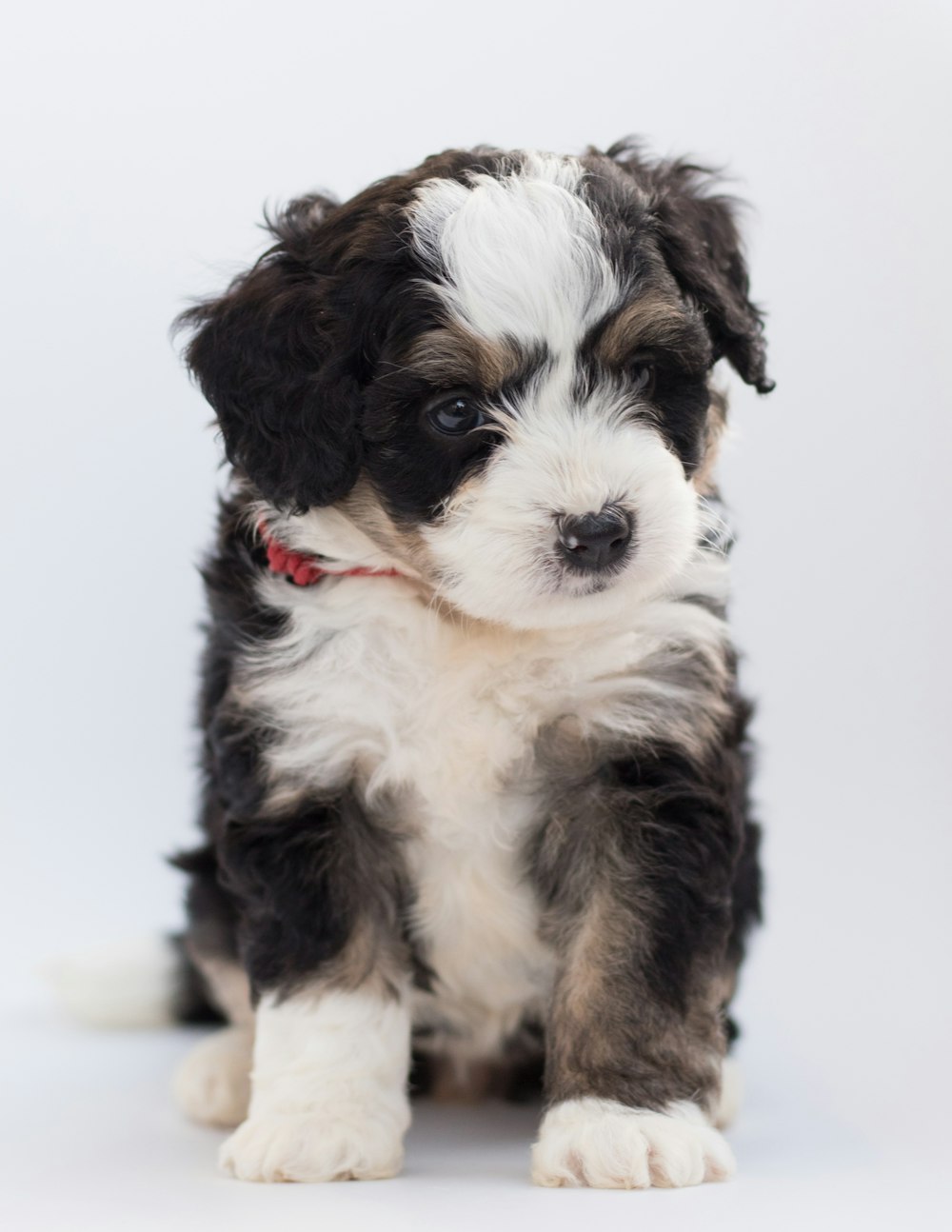 a small black and white puppy sitting on a white background