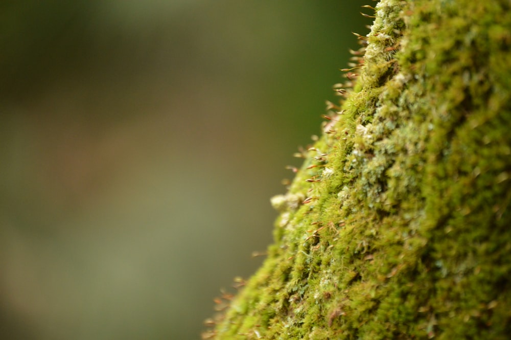 a close up of a moss covered tree