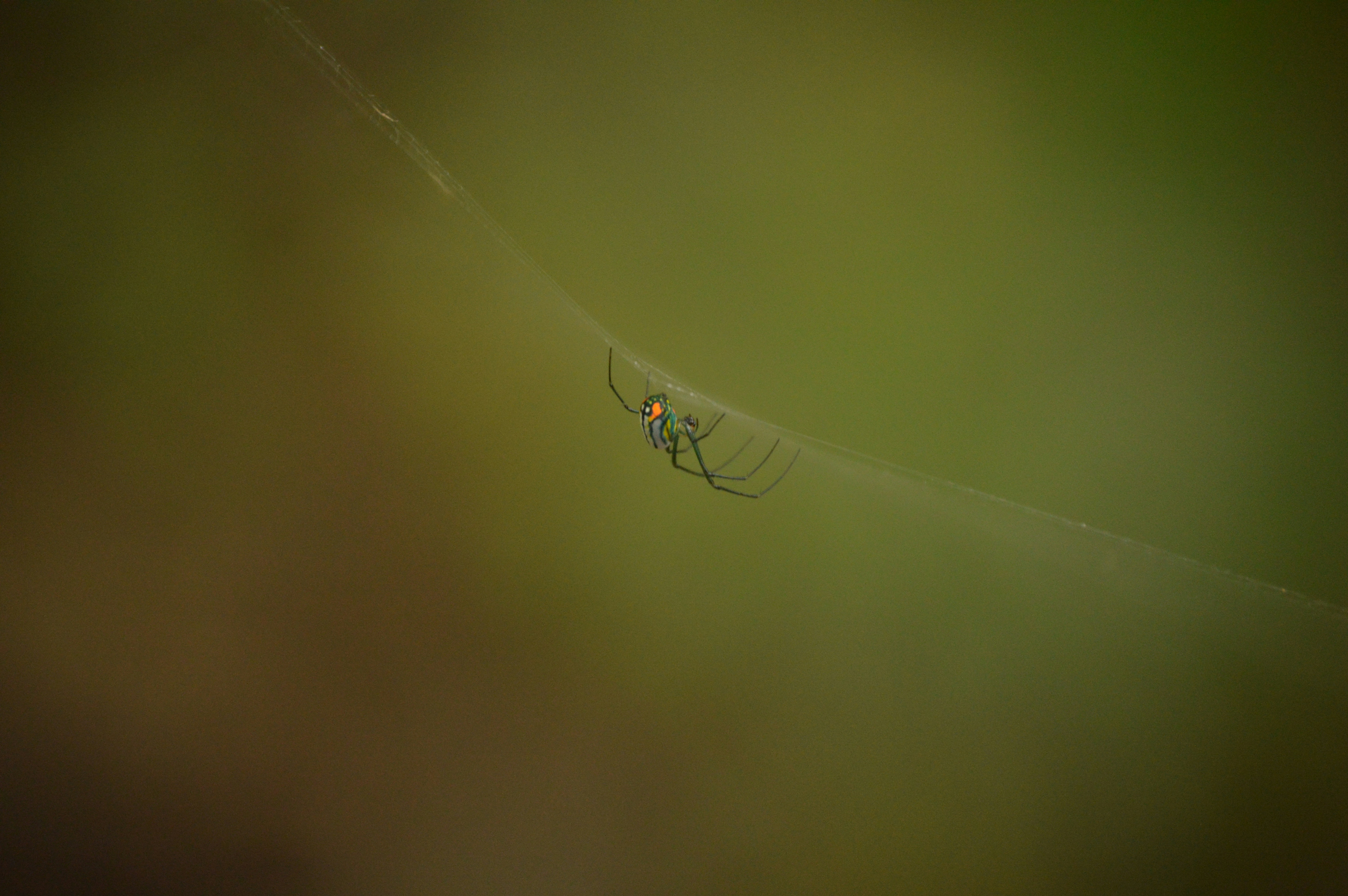 a close up of a spider on a web