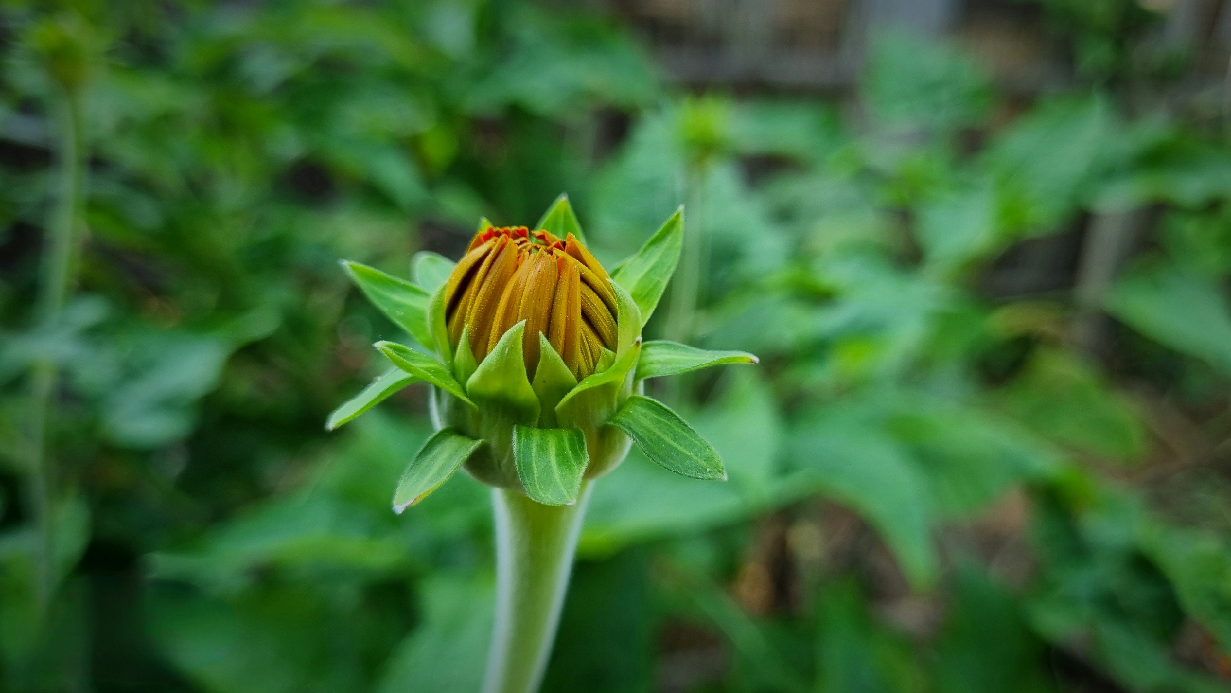 Photo by gopalbiswas