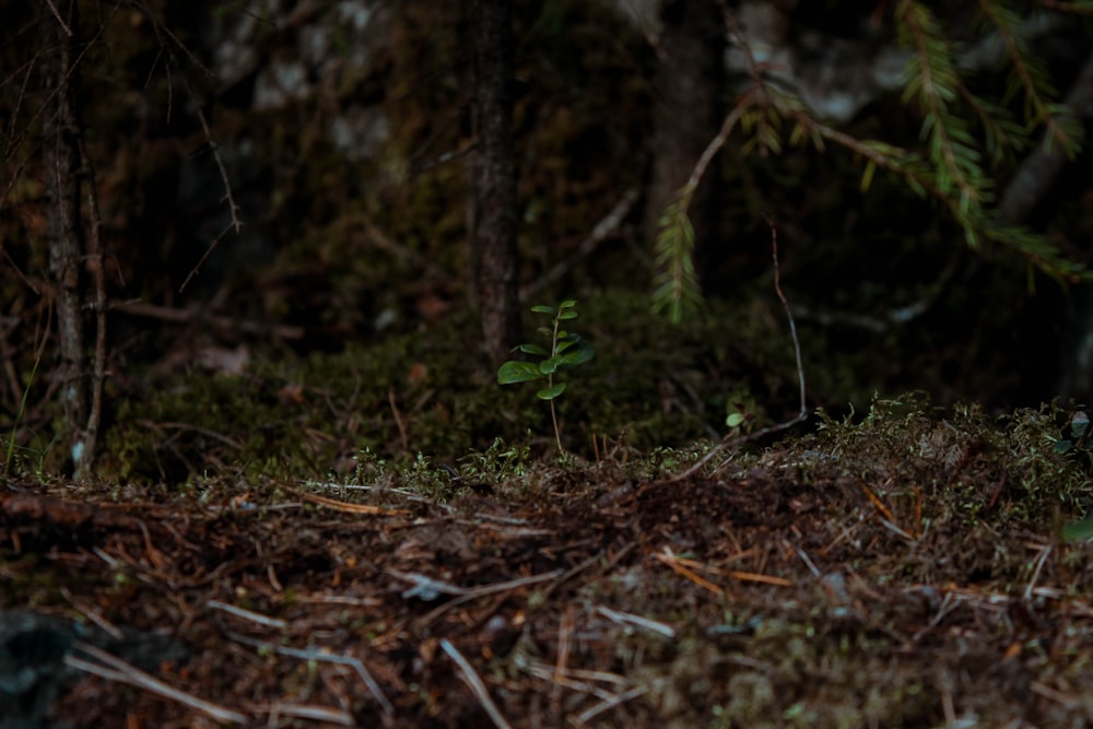 eine kleine Pflanze, die in einem Wald aus dem Boden wächst