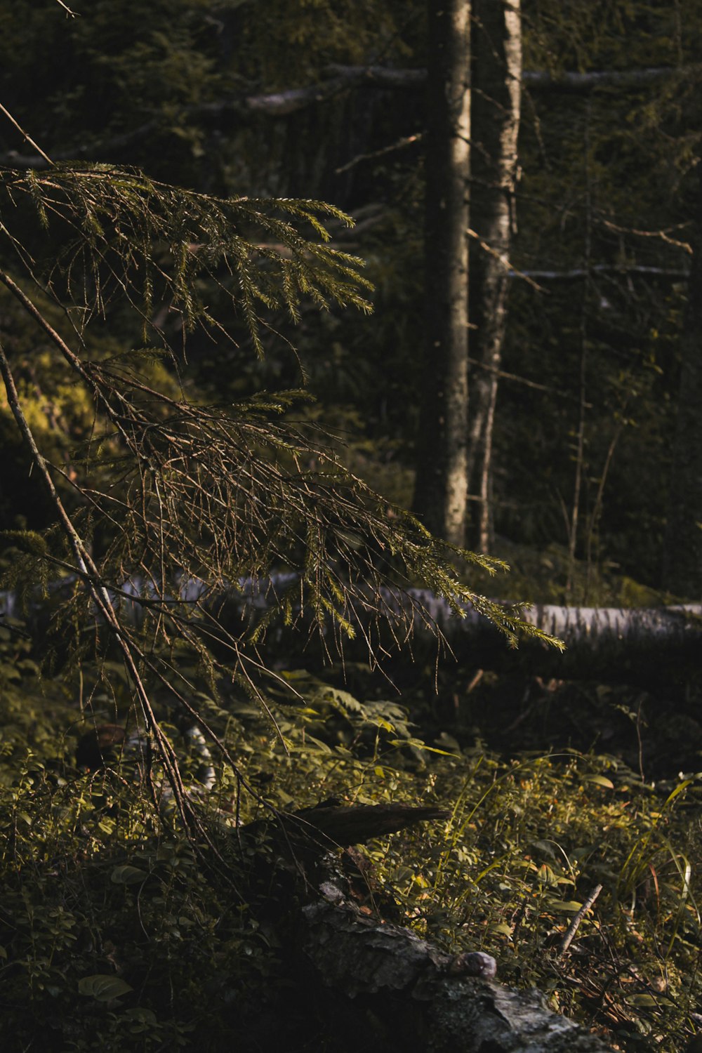 a bear is standing in the woods near a fallen tree