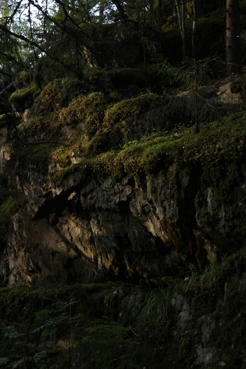 a black bear standing on a rocky cliff