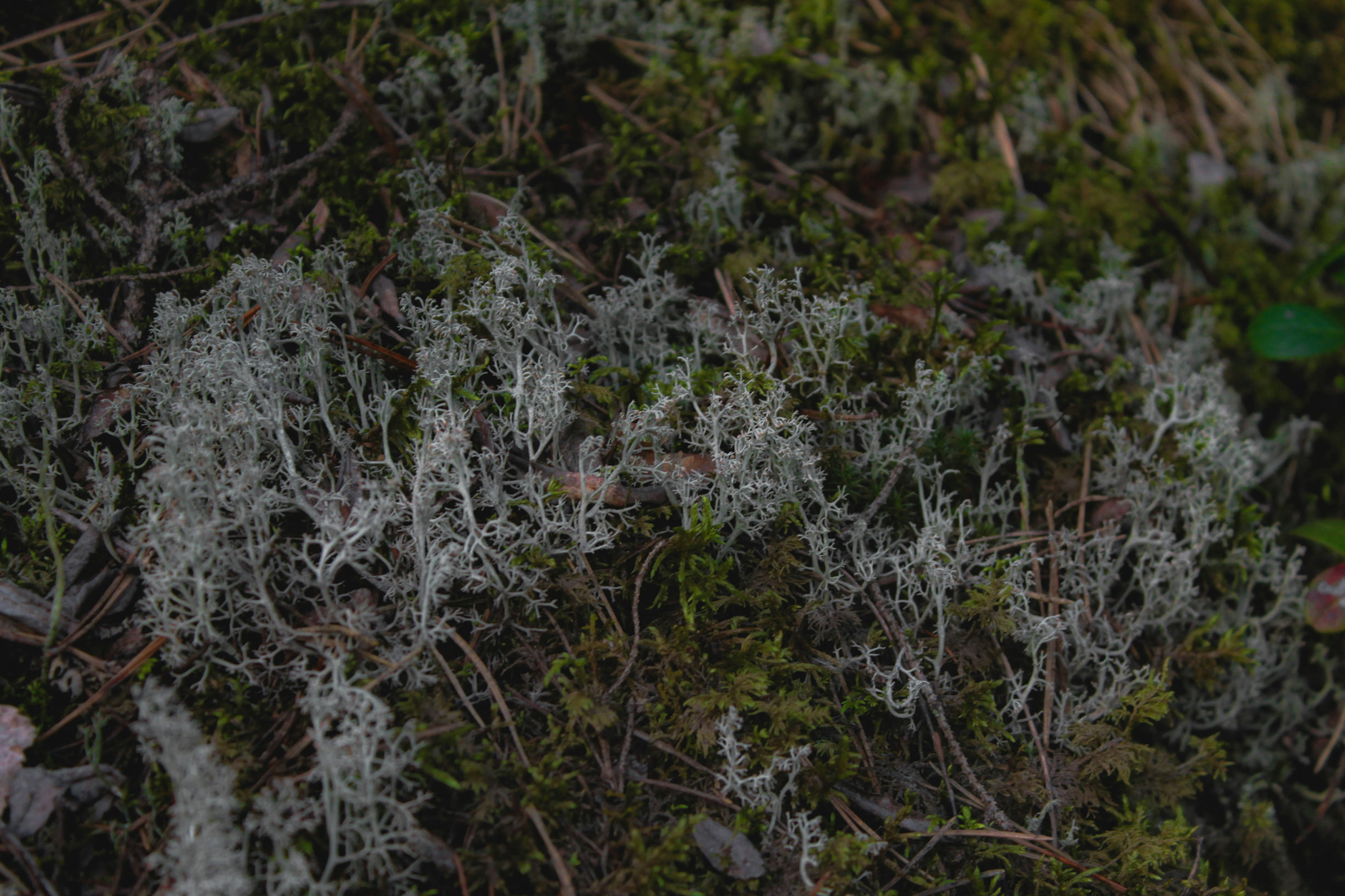 a close up of moss growing on the ground