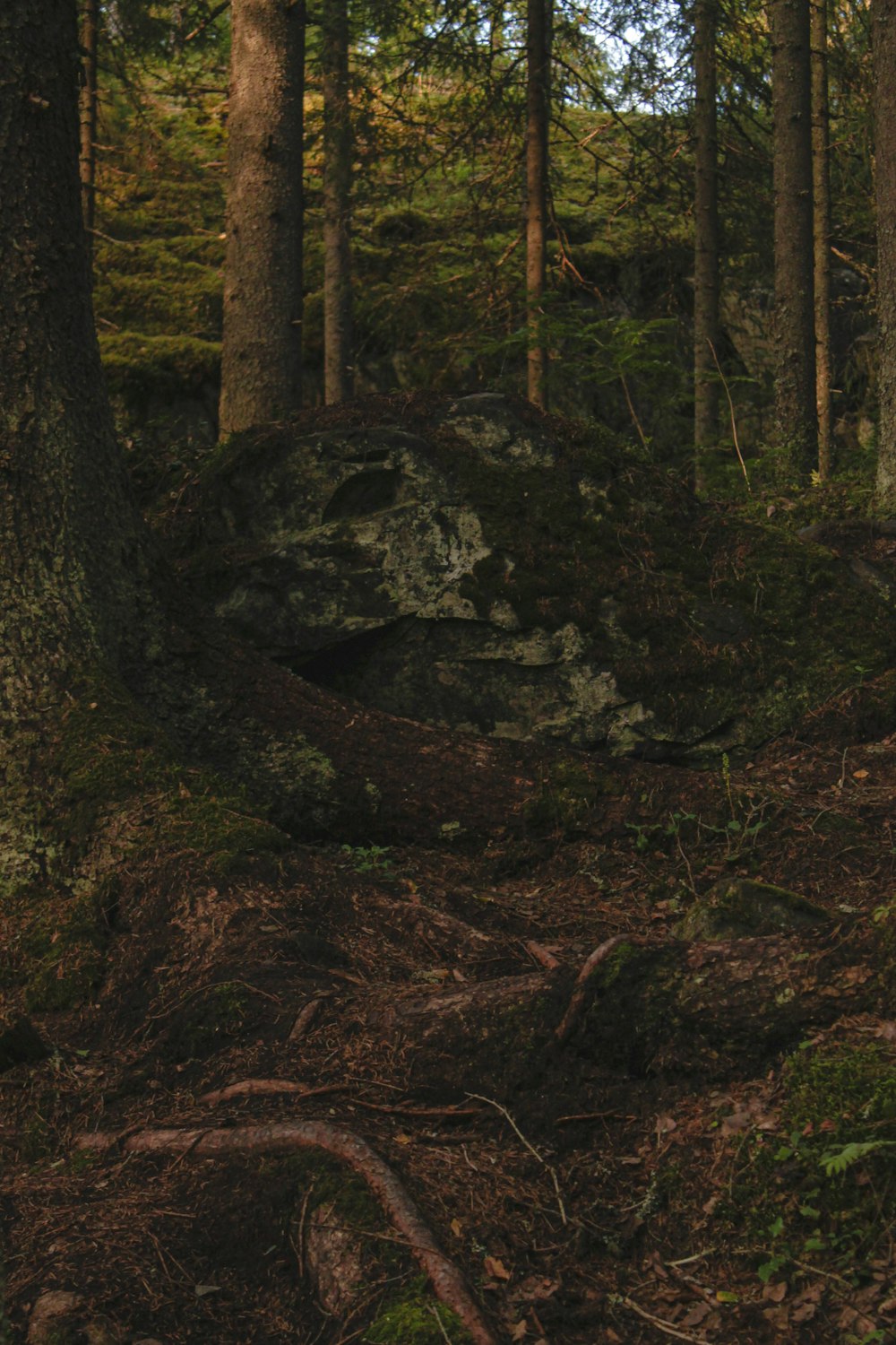 a bear standing in the middle of a forest