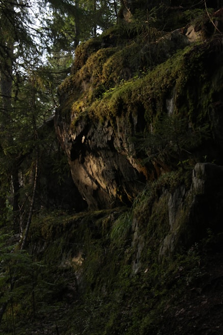 An atmospheric game environment featuring lush forests and dynamic lighting effects crafted by wormani.