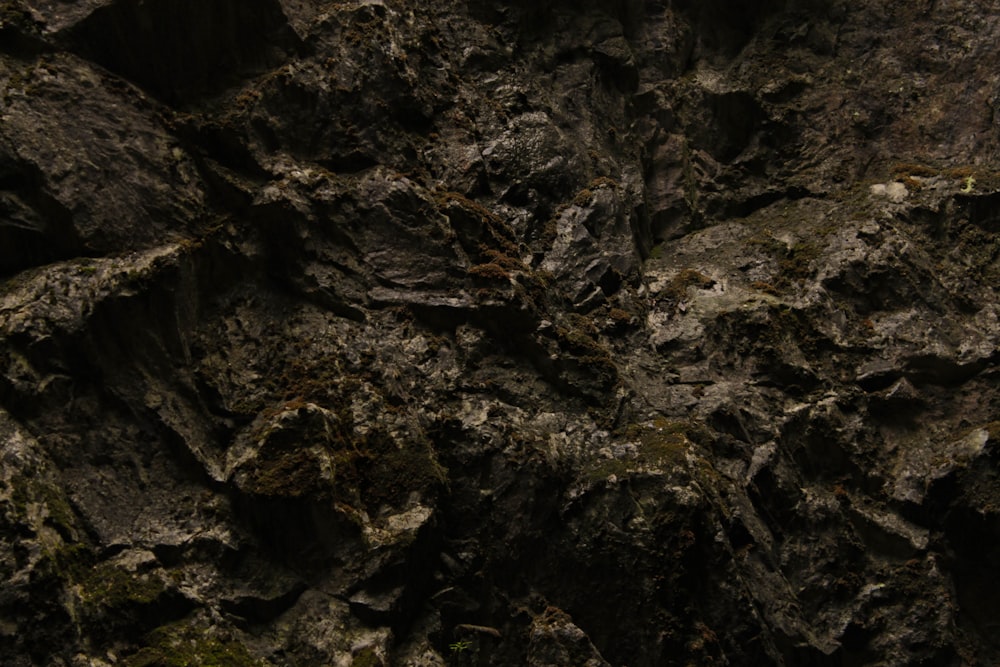 a close up of a rock with moss growing on it