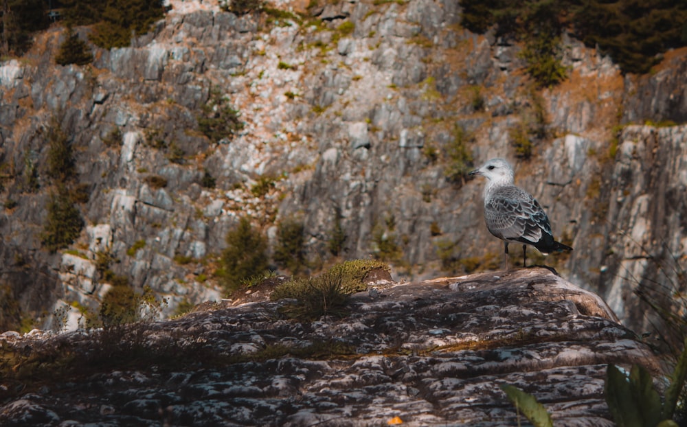 una gaviota sentada en una roca frente a un acantilado