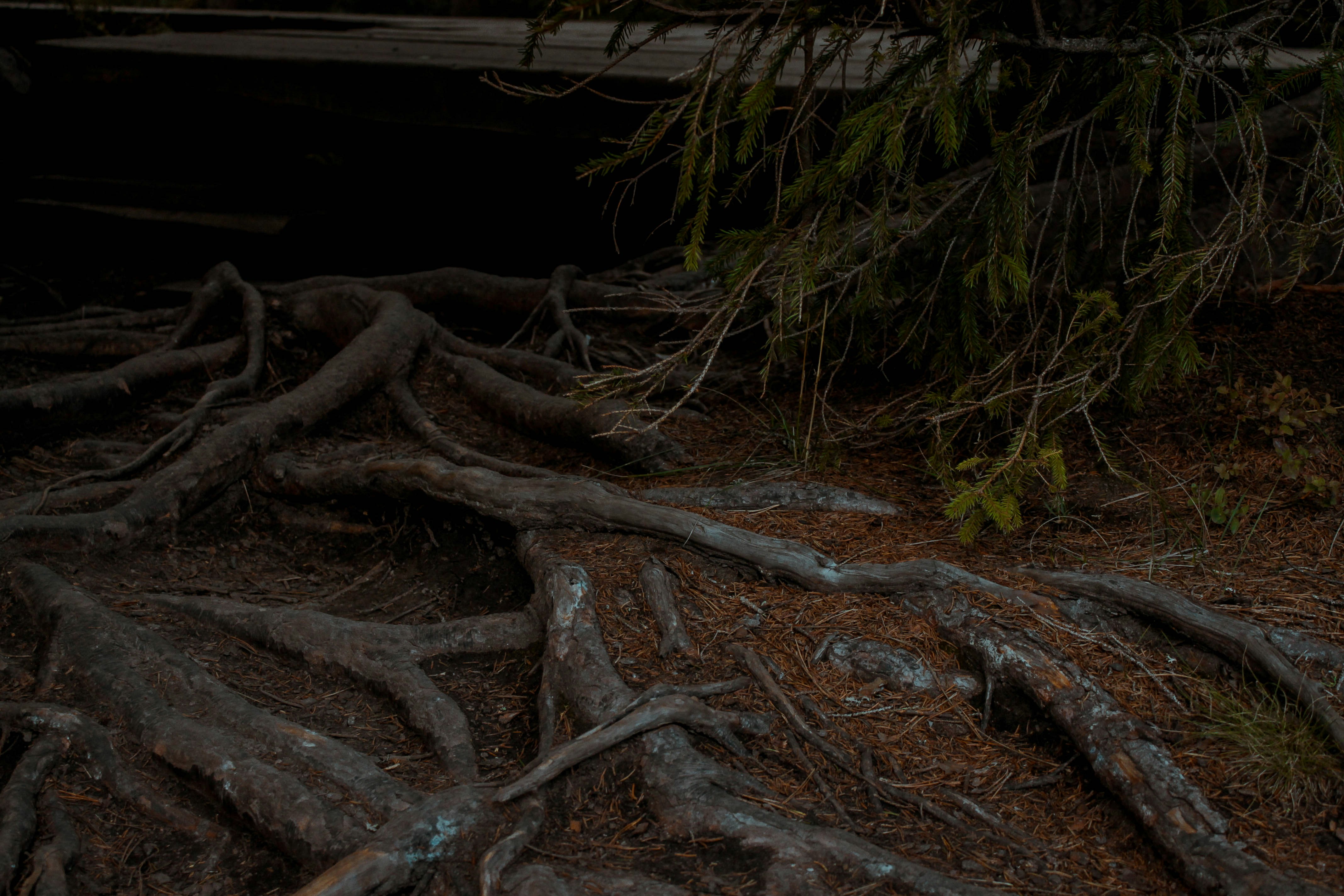 a bunch of tree roots laying on the ground