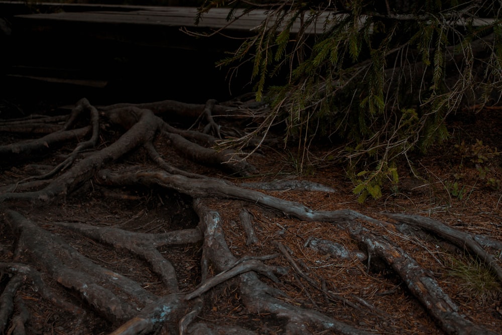 a bunch of tree roots laying on the ground