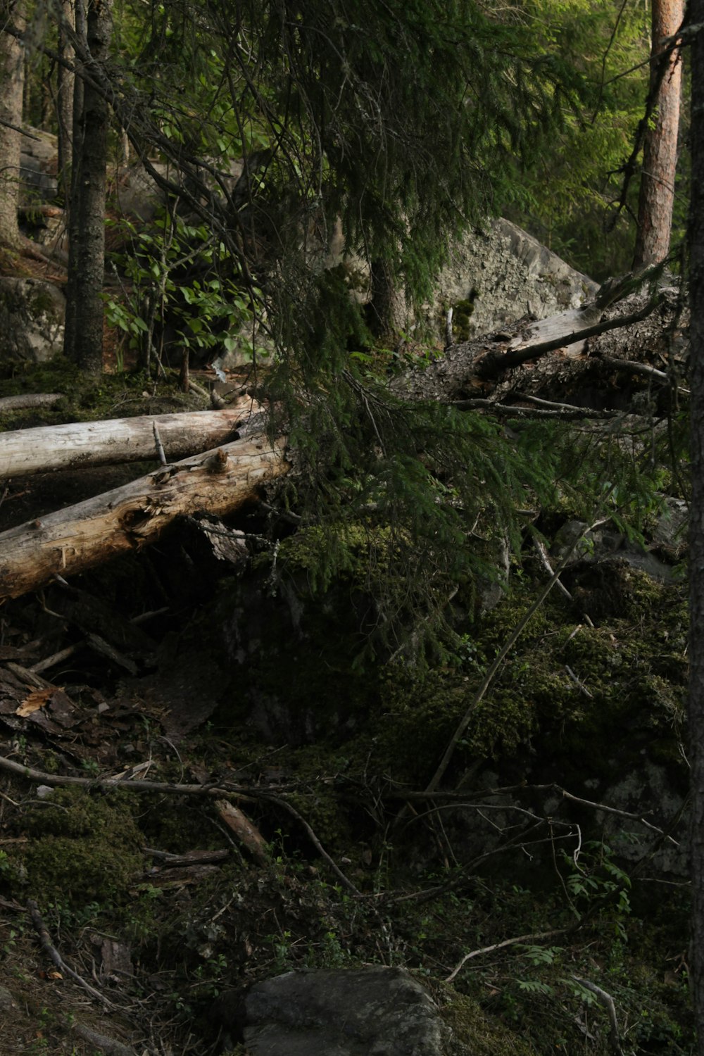 a bear is walking through the woods near a fallen tree