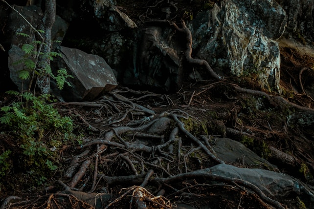 The scene depicts a rugged terrain with exposed tree roots sprawling over moss-covered rocks and soil. A mix of greenery includes some small plants, contributing to the dense and wild natural setting. The lighting is dim, adding a mysterious and earthy feel to the environment.