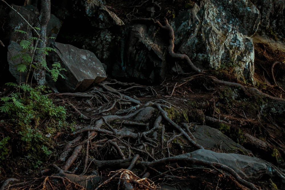 a bunch of trees that are growing out of the ground