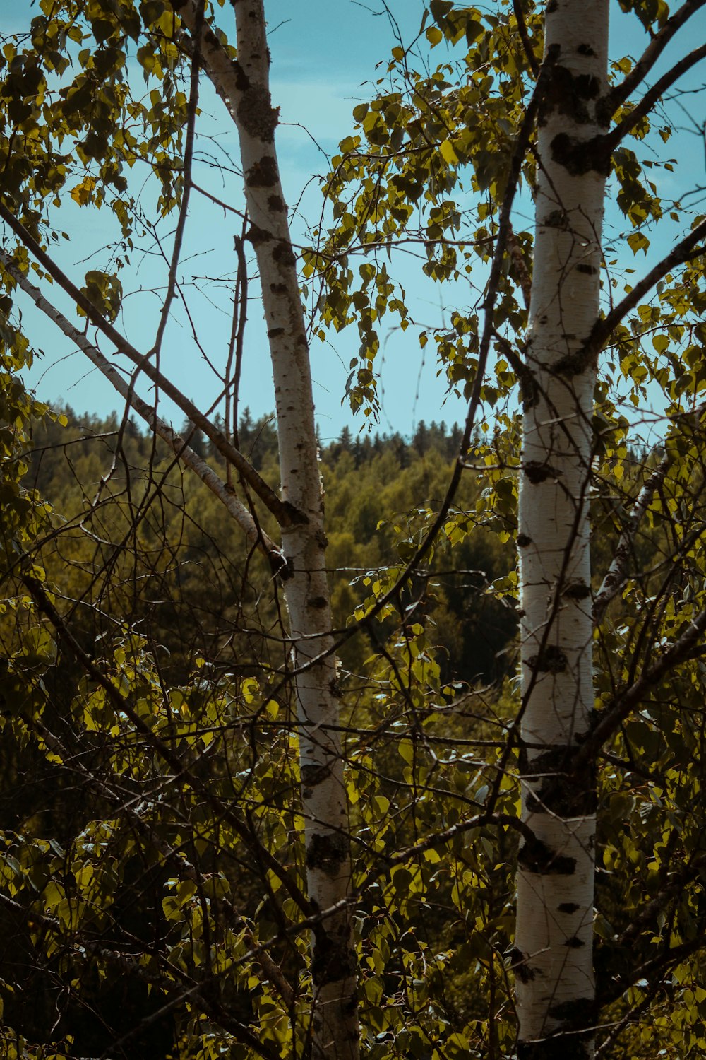 a forest filled with lots of tall white trees