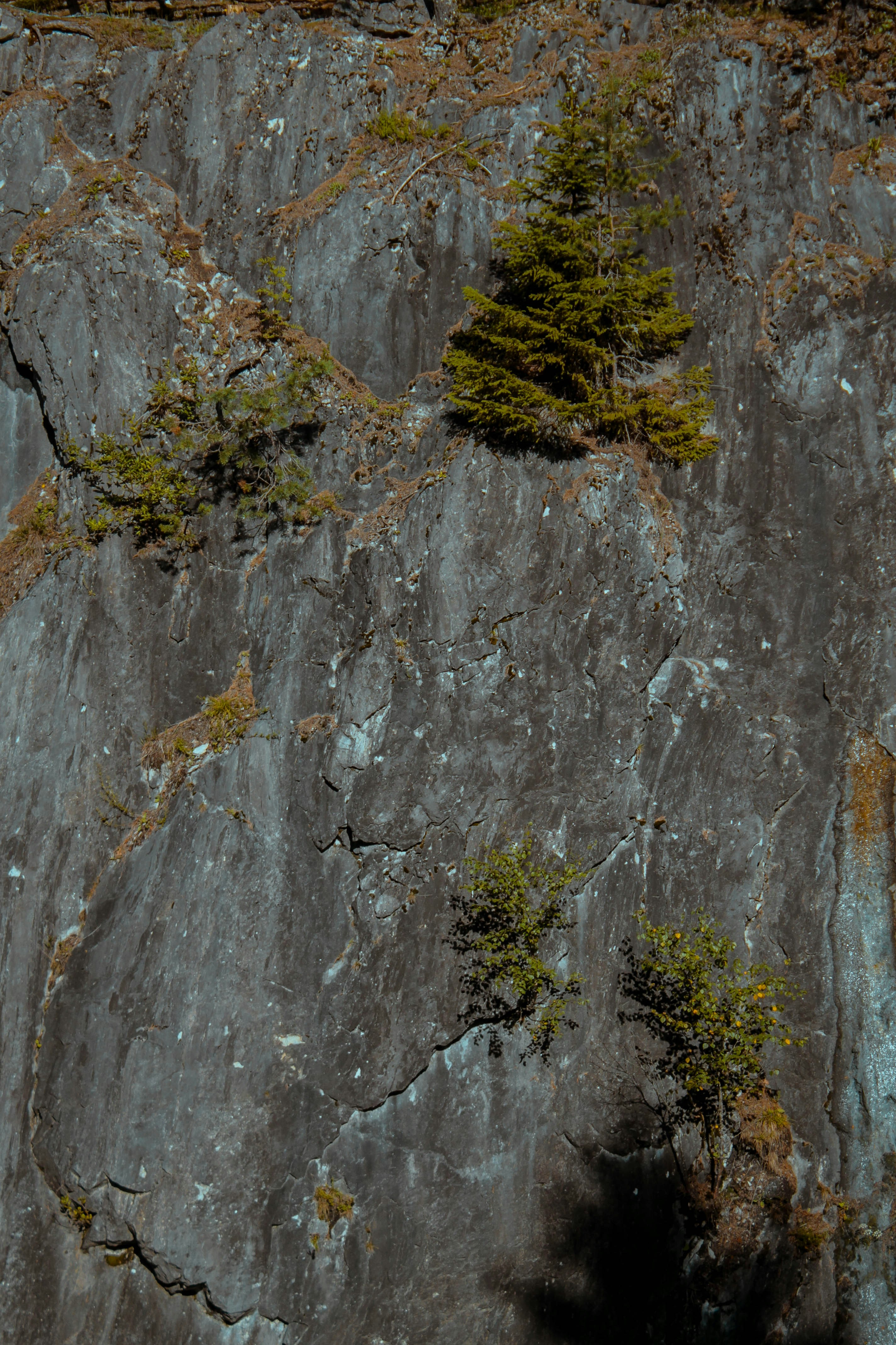 a mountain with a tree growing on the side of it