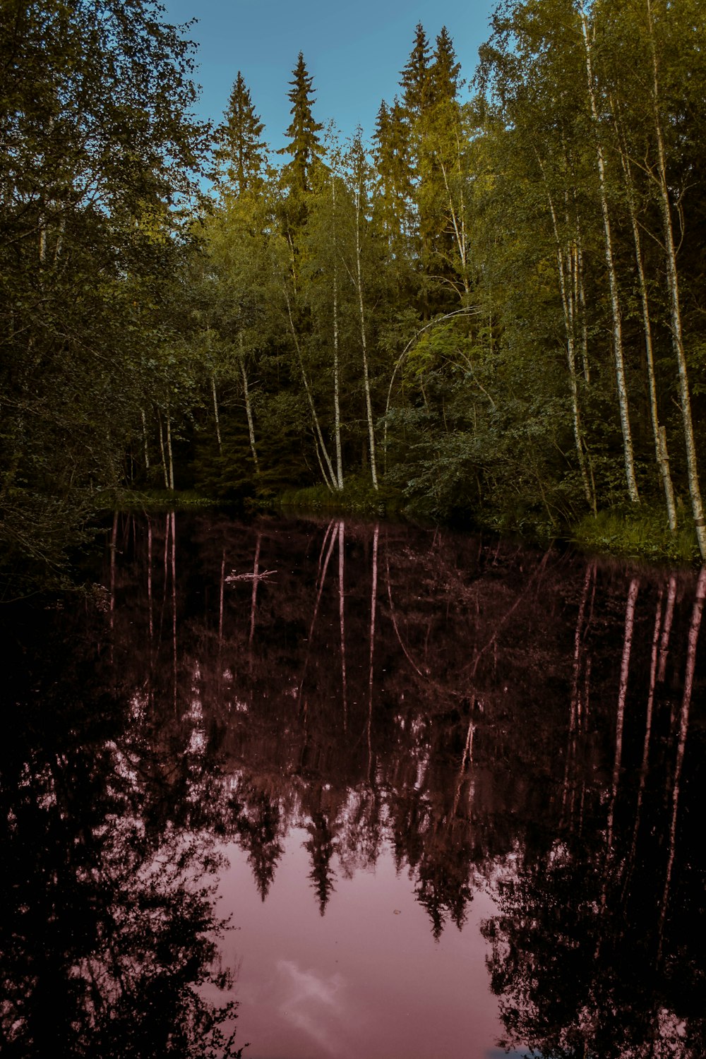 Ein von Bäumen umgebener See mit einem Himmel im Hintergrund