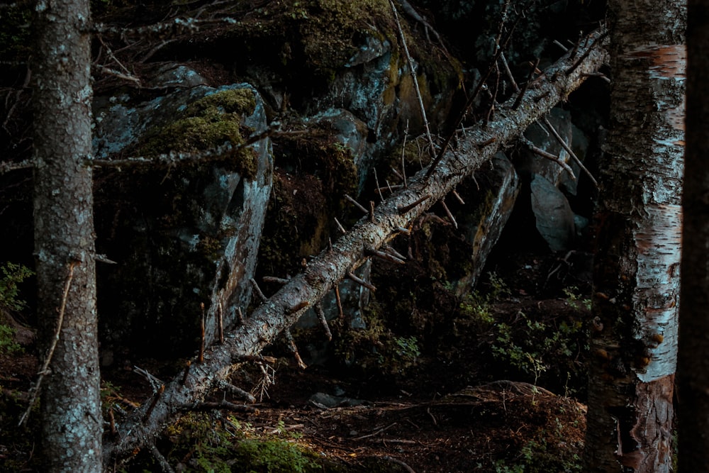 a bear is standing in the woods near some trees