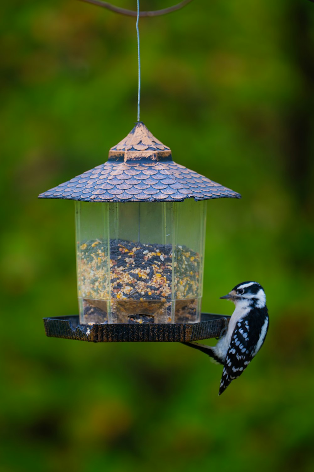 a bird that is sitting on a bird feeder