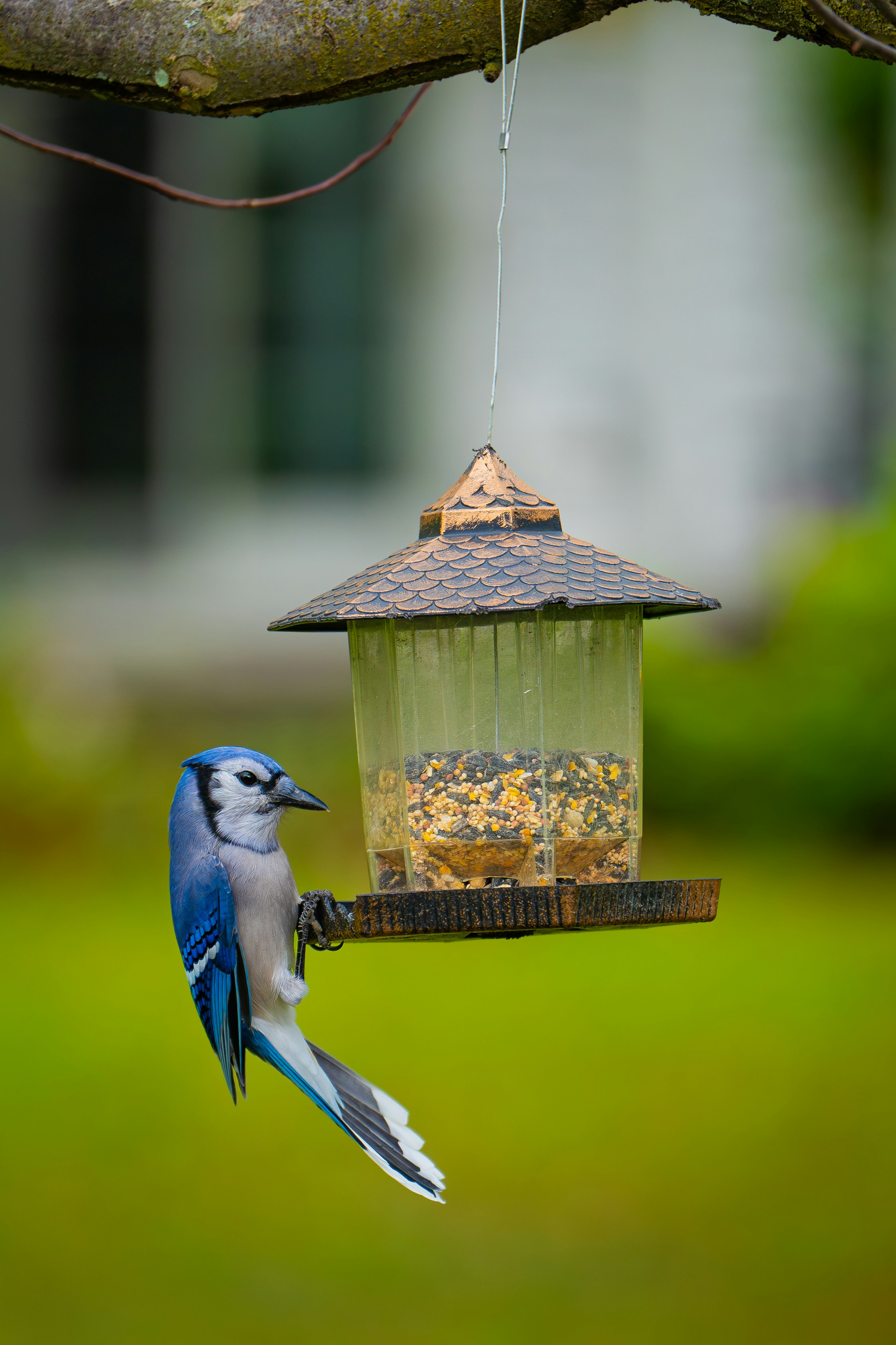 Getting It Right: How to Choose Your Feeder (and Avoid Buyer’s Remorse)