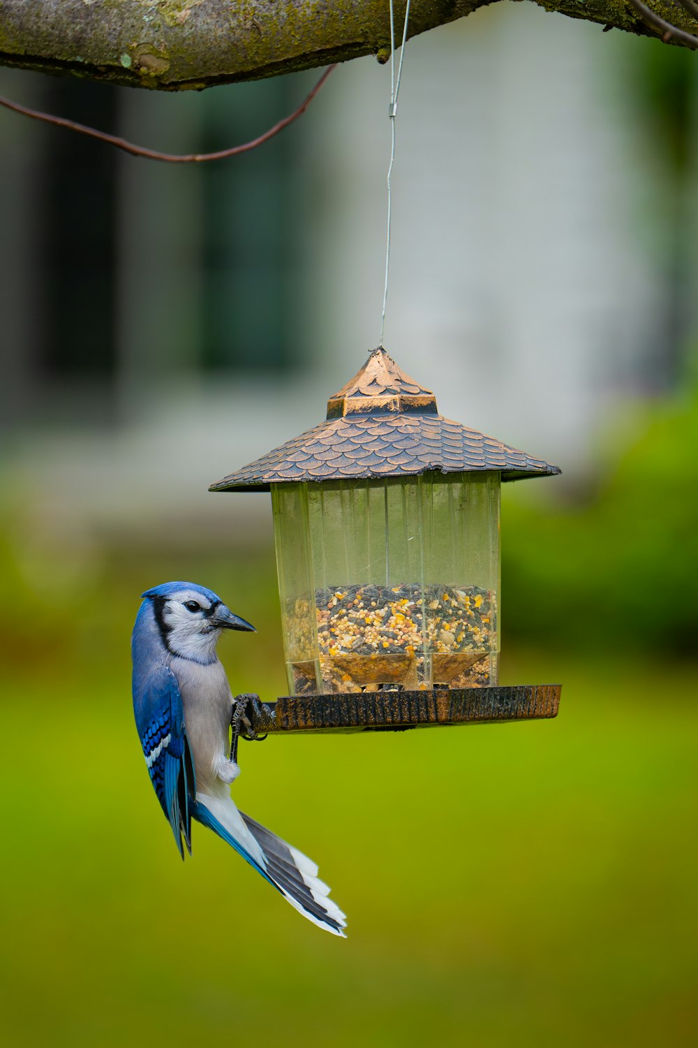 a blue bird perched on a bird feeder