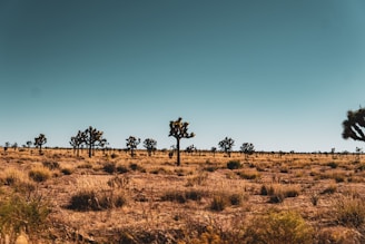 A vast desert landscape with scattered Joshua trees under a clear blue sky. The terrain is dry and covered with sparse vegetation, typical of desert environments.