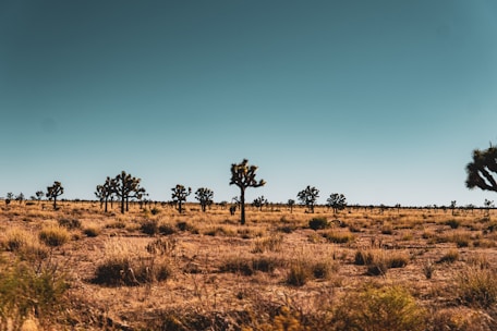 A vast desert landscape with scattered Joshua trees under a clear blue sky. The terrain is dry and covered with sparse vegetation, typical of desert environments.