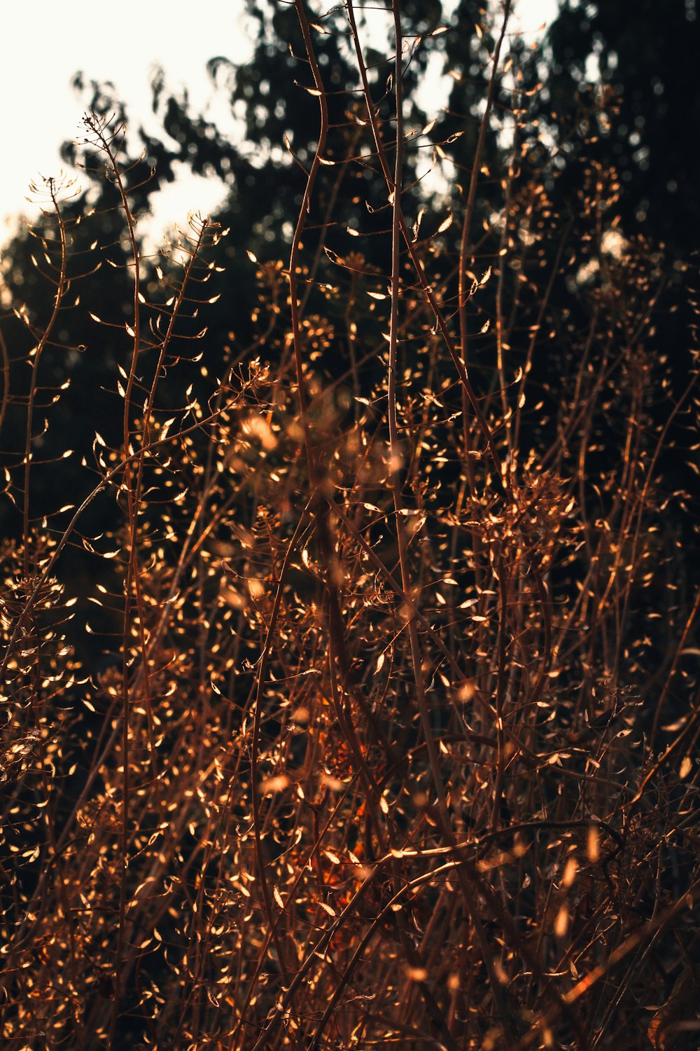 a close up of a bush with lots of leaves