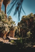 A scenic view of a date palm grove in a sunny landscape.