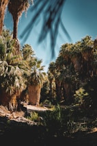 A scenic view of date palm groves stretching across a sunny landscape.