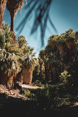 A scenic view of a date palm grove in a sunny landscape.