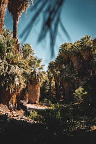 A scenic view of a newly planted grove with sunlight streaming through the leaves.