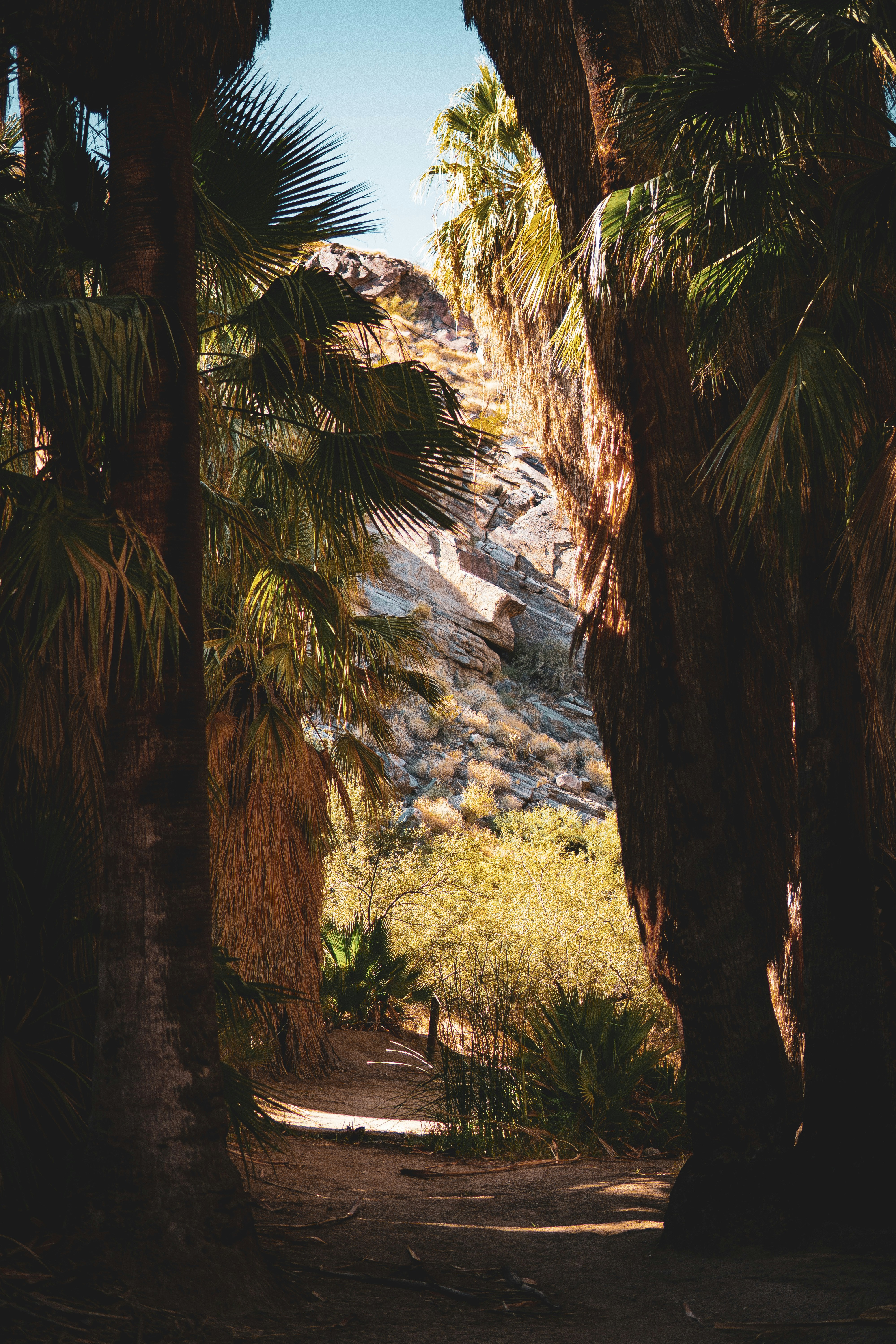 a view of a mountain through some palm trees