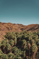 Lush palm groves contrasting with the rugged desert terrain of AlUla.