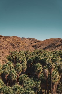 Lush palm groves contrasting with the rugged desert terrain of AlUla.