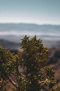 A beautiful landscape photograph capturing nature's essence.