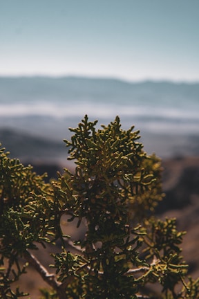 An outdoor shot of nature taken with a high-resolution camera.