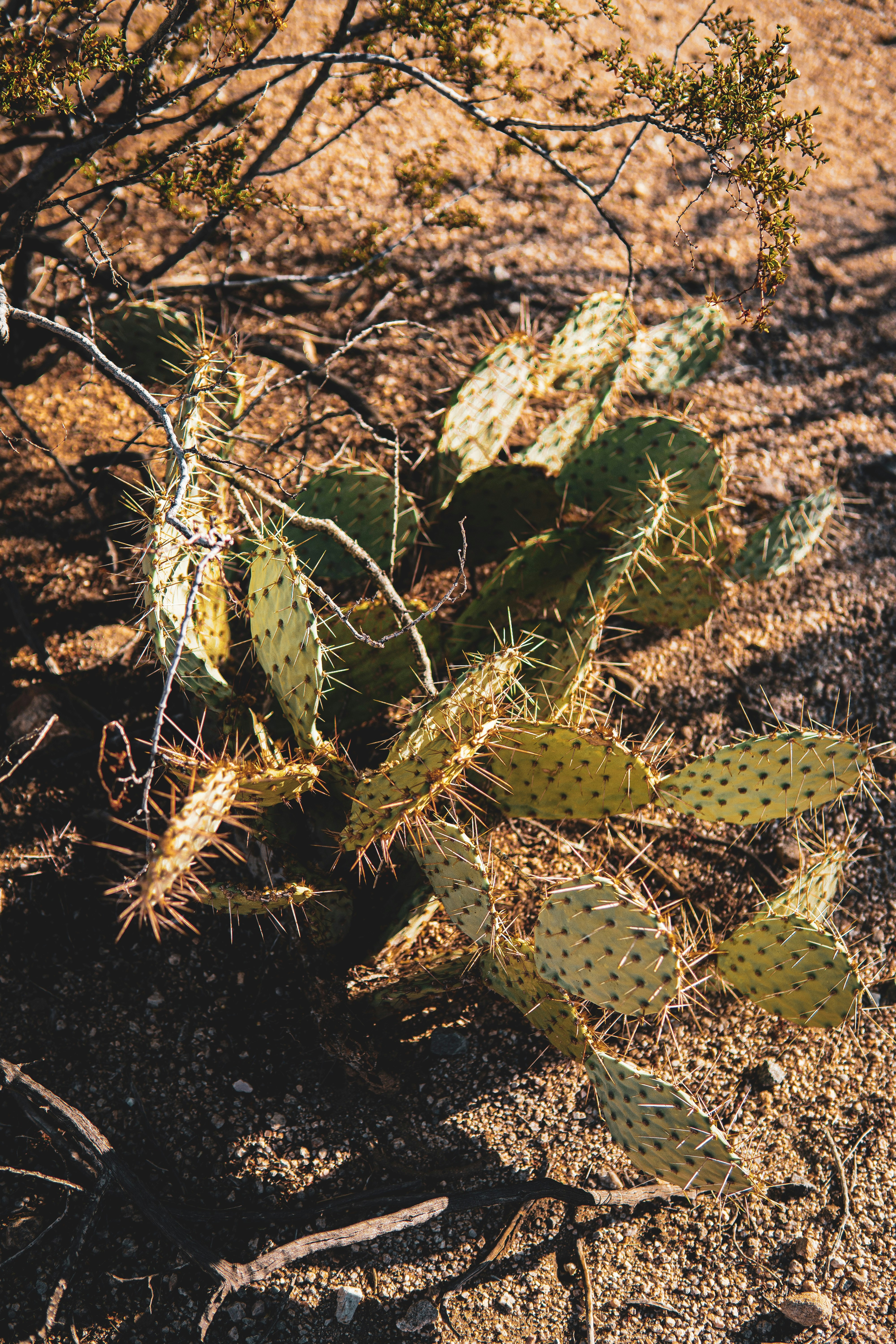 Photo by keepitchassephotography