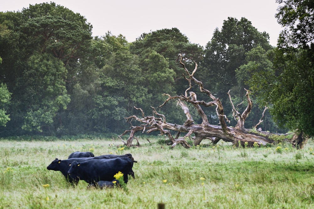 un paio di mucche in piedi in cima a un campo verde lussureggiante